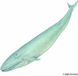 blue whale