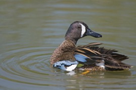 blue-winged teal