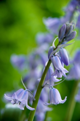 bluebell