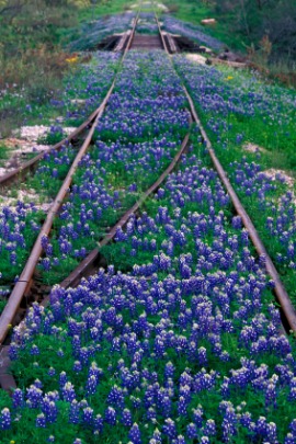 bluebonnet