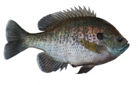 bluegill