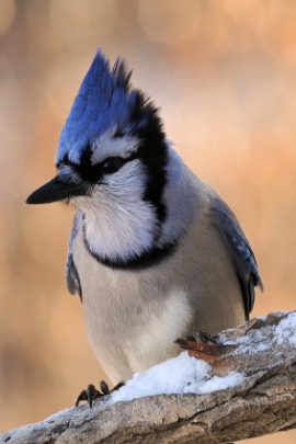 bluejay
