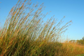 bluestem