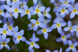 bluet