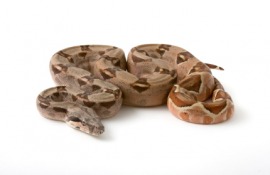 boa