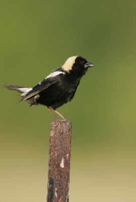 bobolink