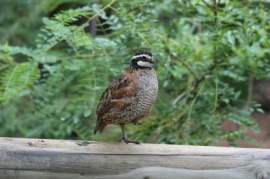 bobwhite
