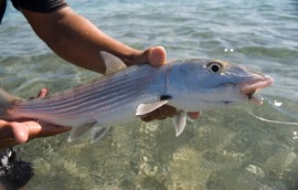 bonefish