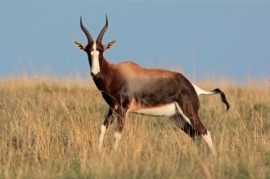 bontebok