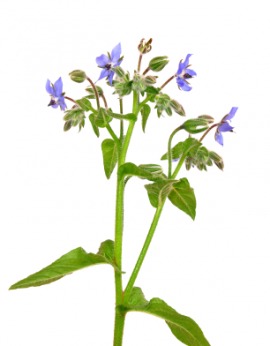 borage