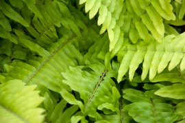 Boston fern