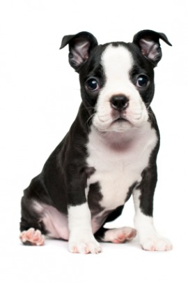 Boston terrier