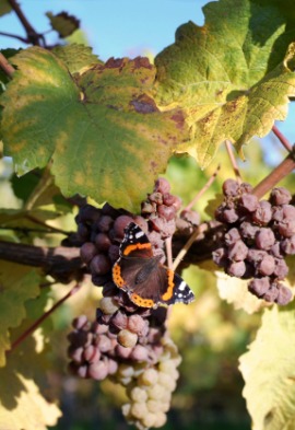 botrytis