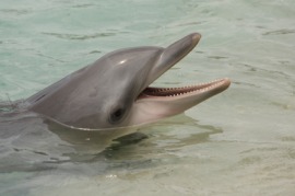 bottlenose