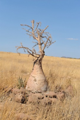 bottletree
