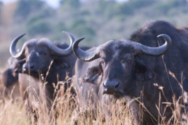 bovid