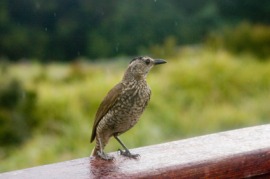 bowerbird