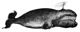 bowhead