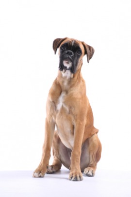 boxer