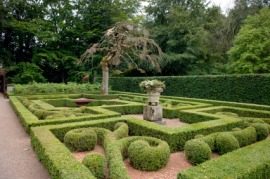 boxwood