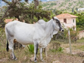 Brahman