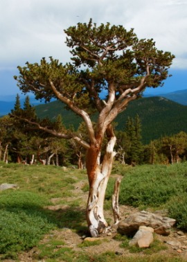 bristlecone pine
