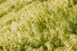 brome