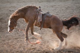 bronco
