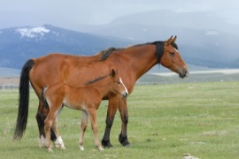 broodmare