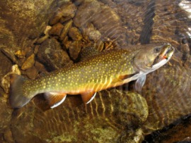 brook trout