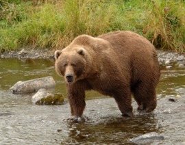 brown bear