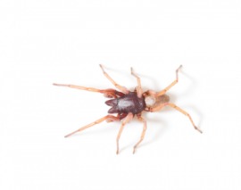 brown recluse spider