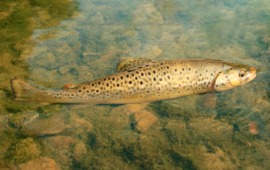 brown trout