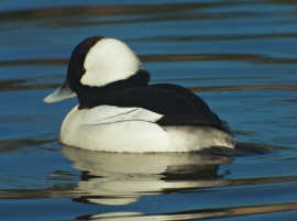 bufflehead