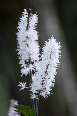 bugbane