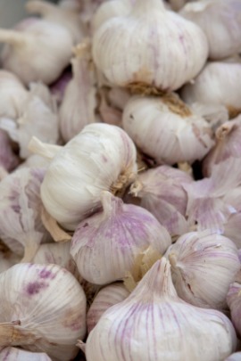 bulbous