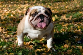 bulldog