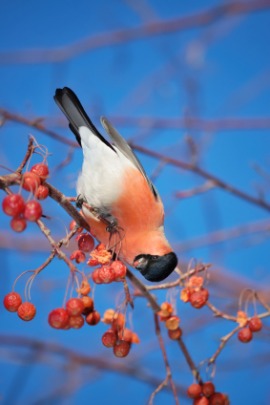 bullfinch