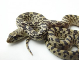 bullsnake