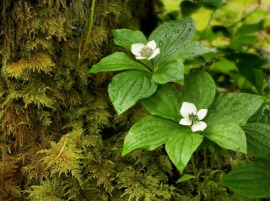 bunchberry
