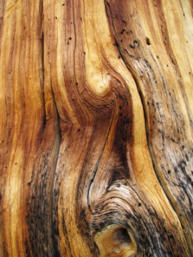 burl