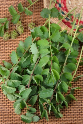 burnet