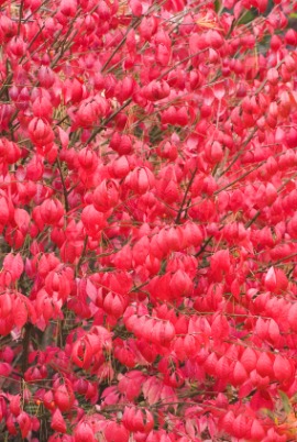 burning bush