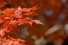 burnt orange