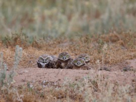 burrowing owl