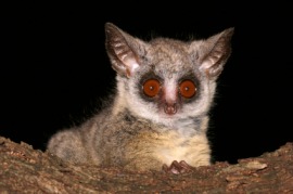 bush baby