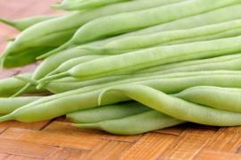 bush bean