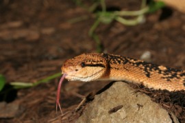 bushmaster