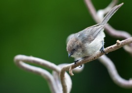 bushtit