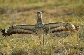 bustard